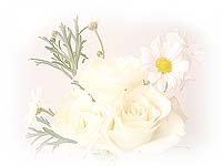 �A���}�@�}�b�T�[�W�@�t�b�g�o�X